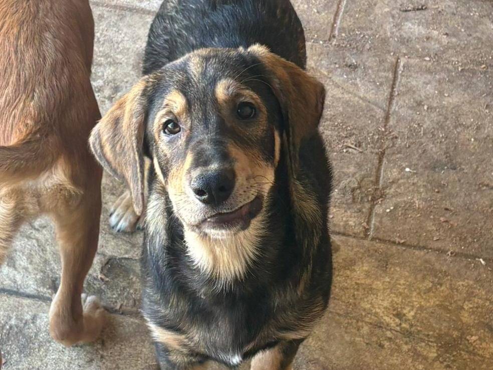 Adozione cane, maschio, Labrador Retriever Razza sconosciuta, 3 mesi, taglia grande, Palermo