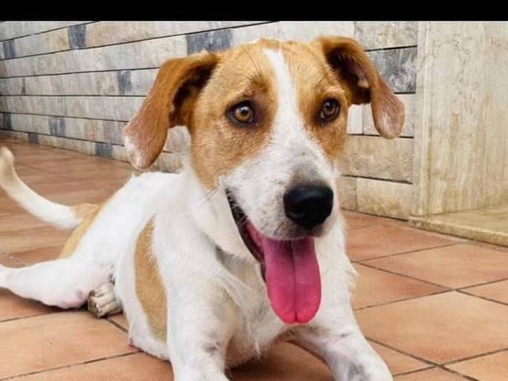 Adozione cane, femmina, Razza sconosciuta Razza sconosciuta, 4 anni e 10 mesi, taglia media, Trapani