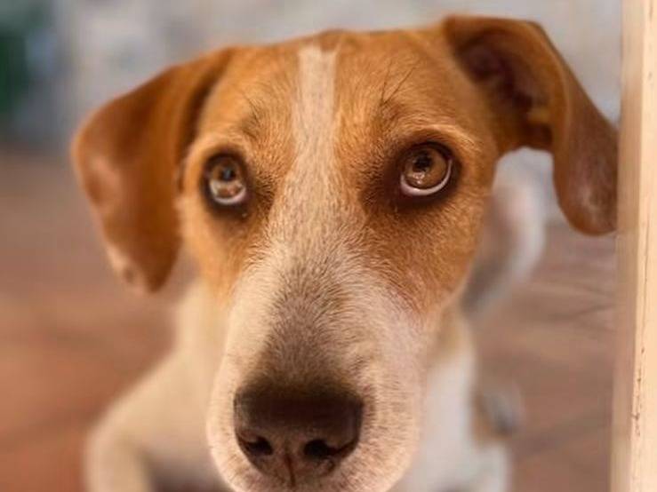 Adotta un cane, femmina, 4 anni e 10 mesi, Trapani