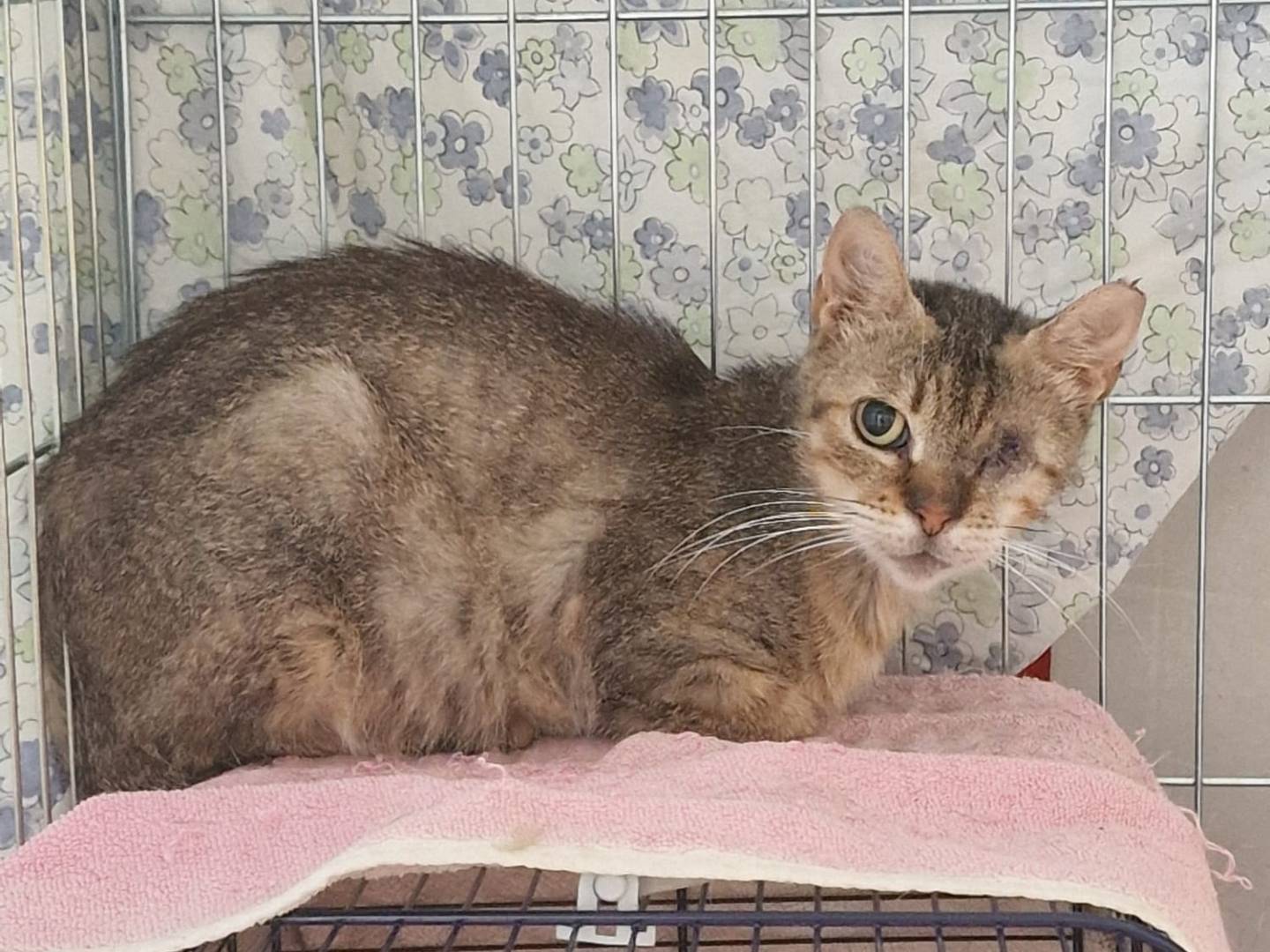 Adozione gatto, femmina, Razza sconosciuta Razza sconosciuta, 2 anni e 9 mesi, taglia non valida, Livorno