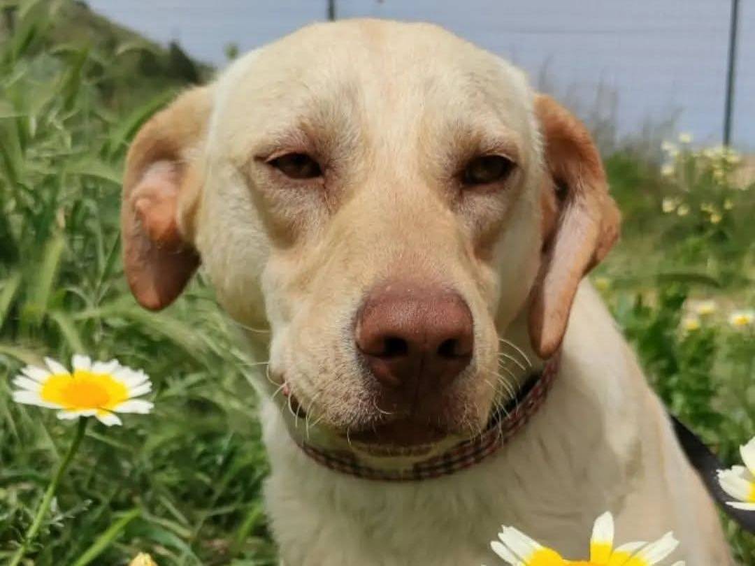 Adozione cane, femmina, Razza sconosciuta Razza sconosciuta, 4 anni e 11 mesi, taglia grande, Trapani