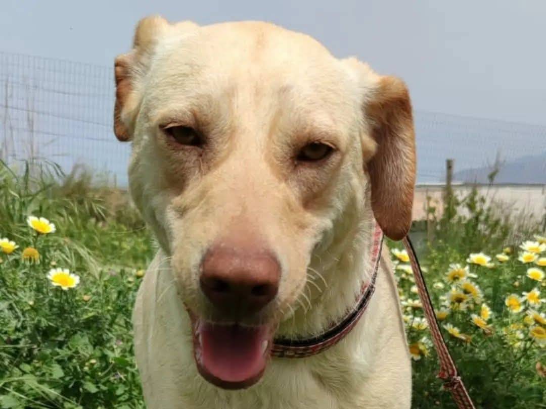 Adotta un cane, femmina, 4 anni e 11 mesi, Trapani