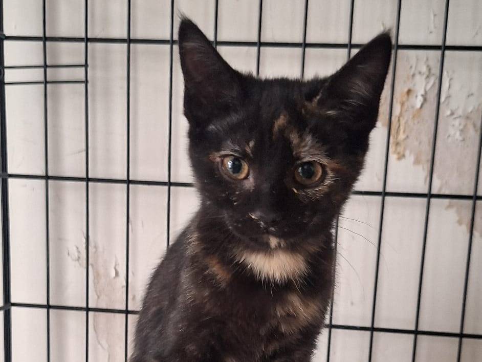 Vuoi adottare un gatto a Genova?