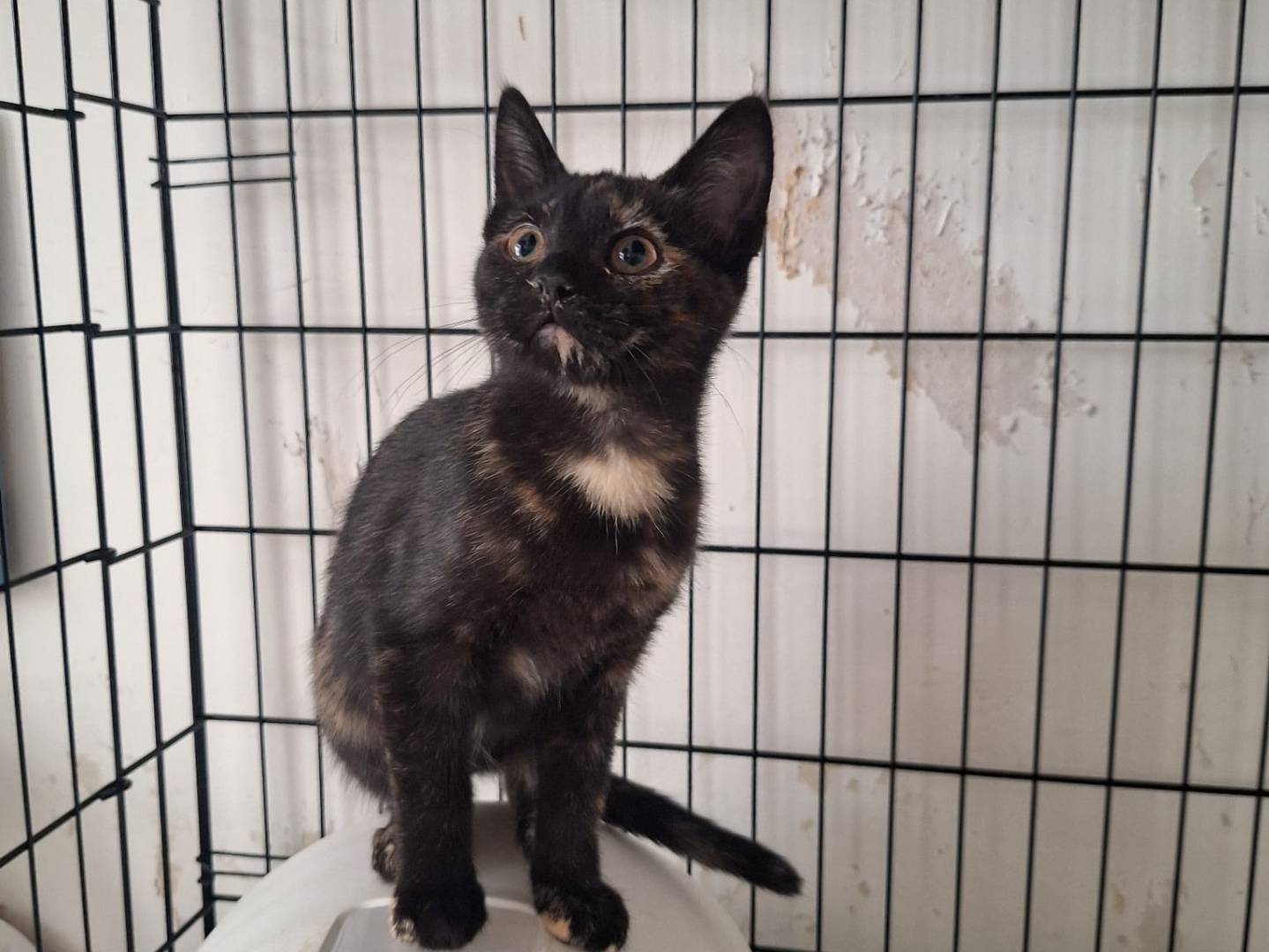 Adotta un gatto, taglia non valida, femmina, Genova