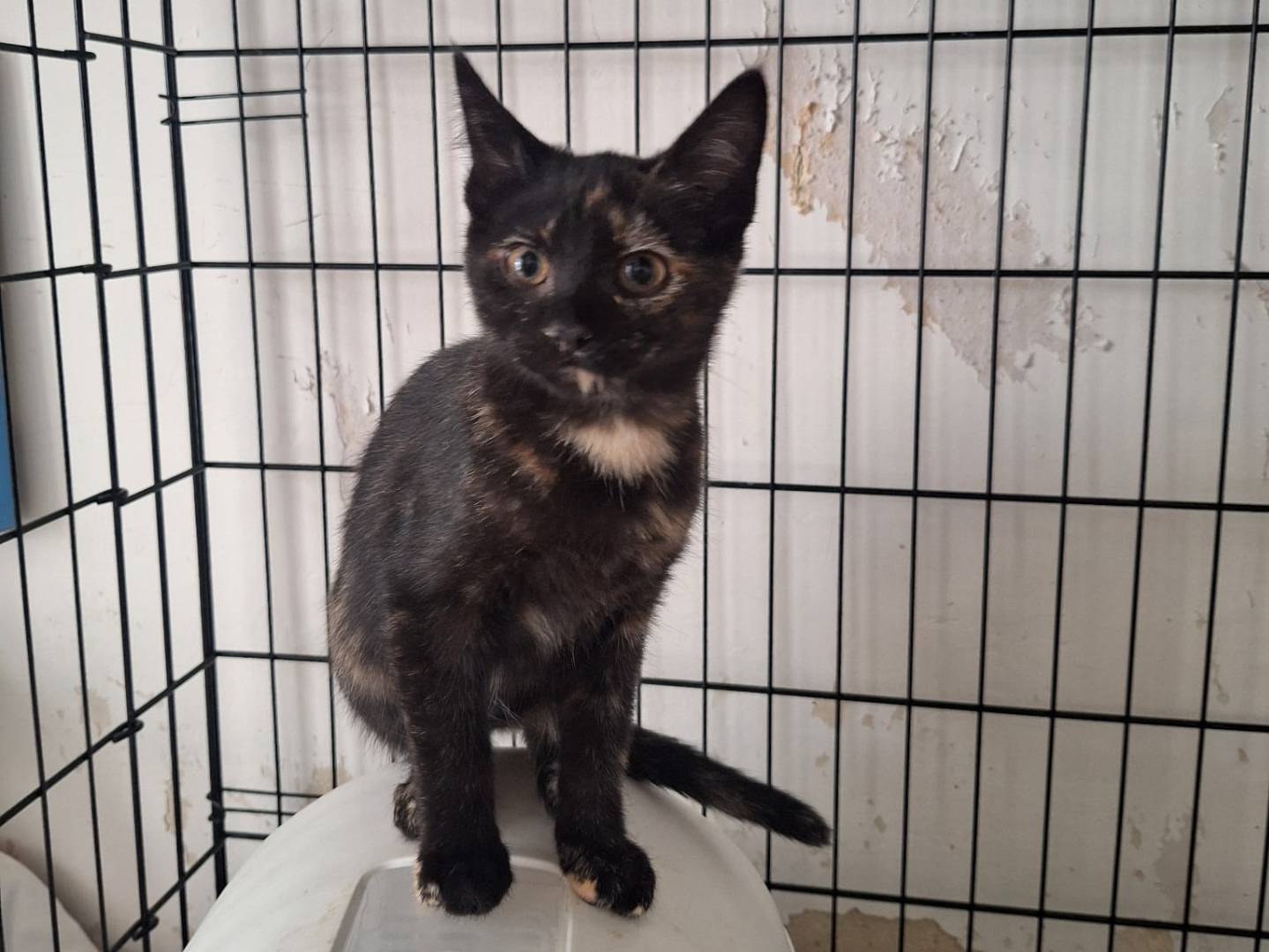 Adotta un gatto, femmina, 4 mesi, Genova