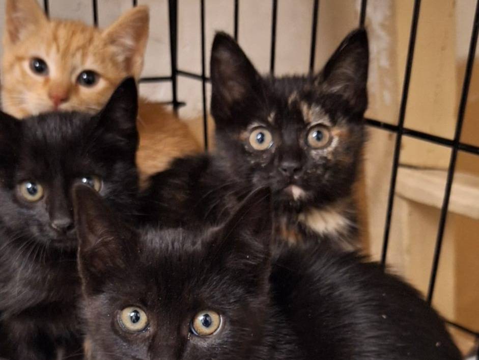 Adotta il gatto Tortilla a Genova
