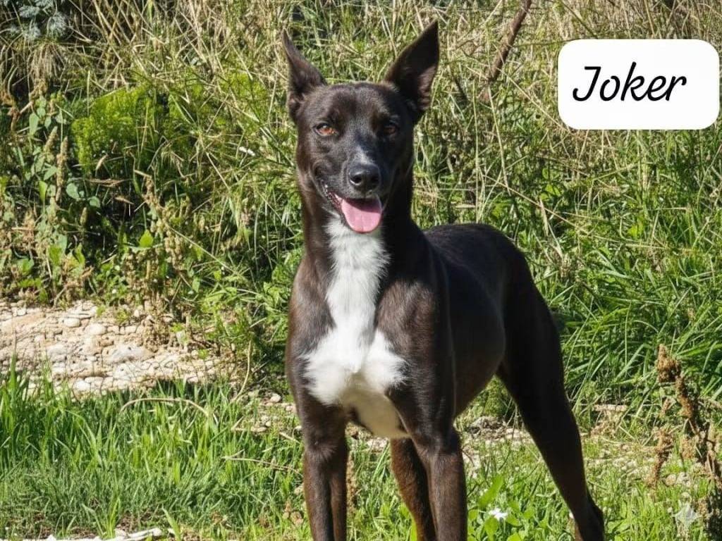Adozione cane, maschio, Razza sconosciuta Razza sconosciuta, 2 anni e 2 mesi, taglia media contenuta, Trapani