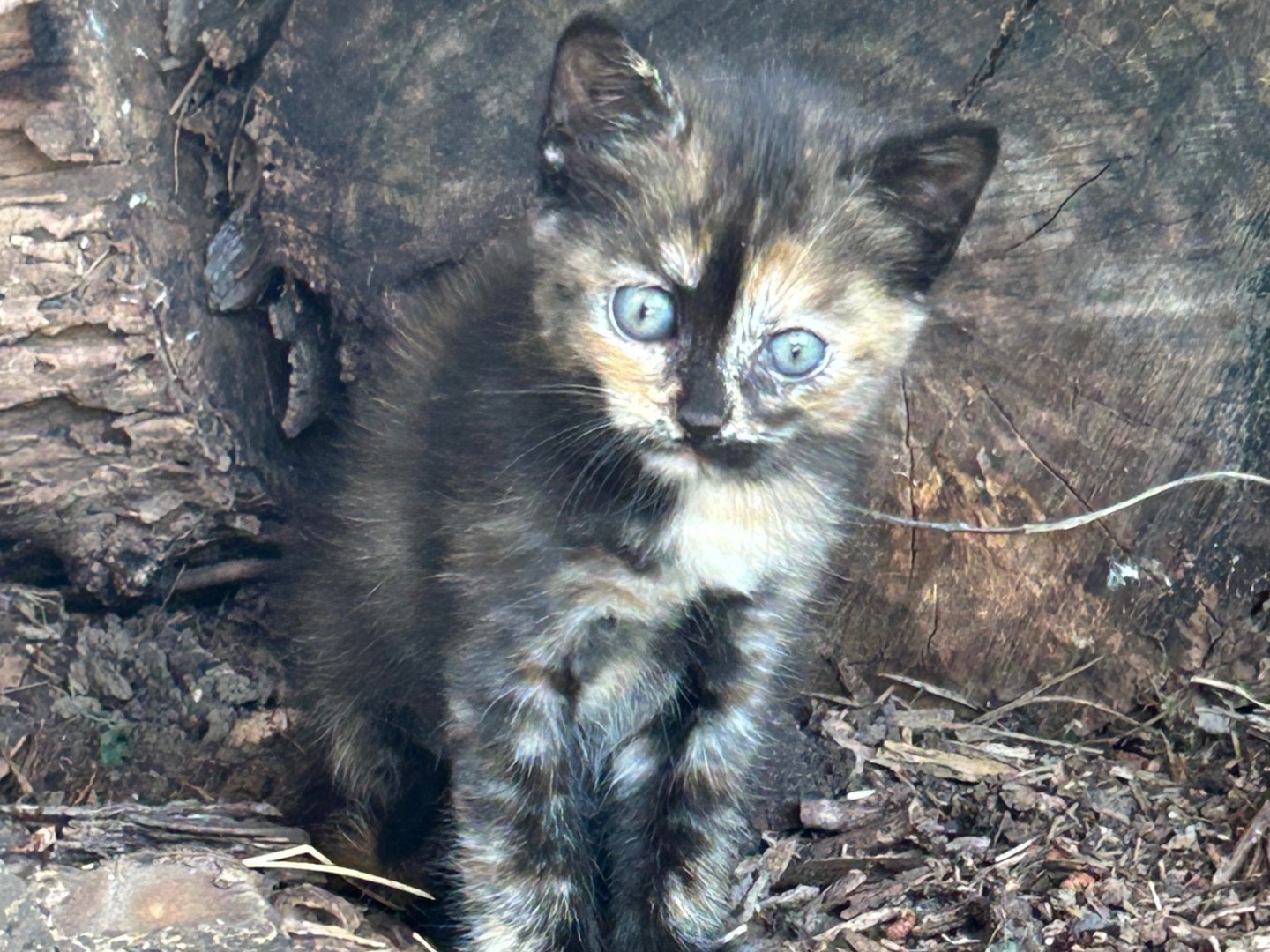 Adozione gatto, femmina, Razza sconosciuta Razza sconosciuta, 2 mesi, taglia non valida, Roma