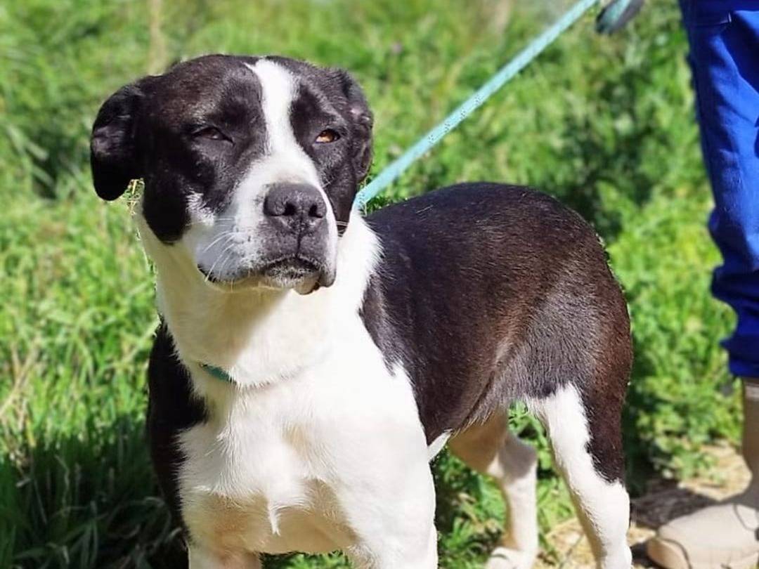 Adozione cane, femmina, Razza sconosciuta Razza sconosciuta, 1 anno e 6 mesi, taglia media, Trapani