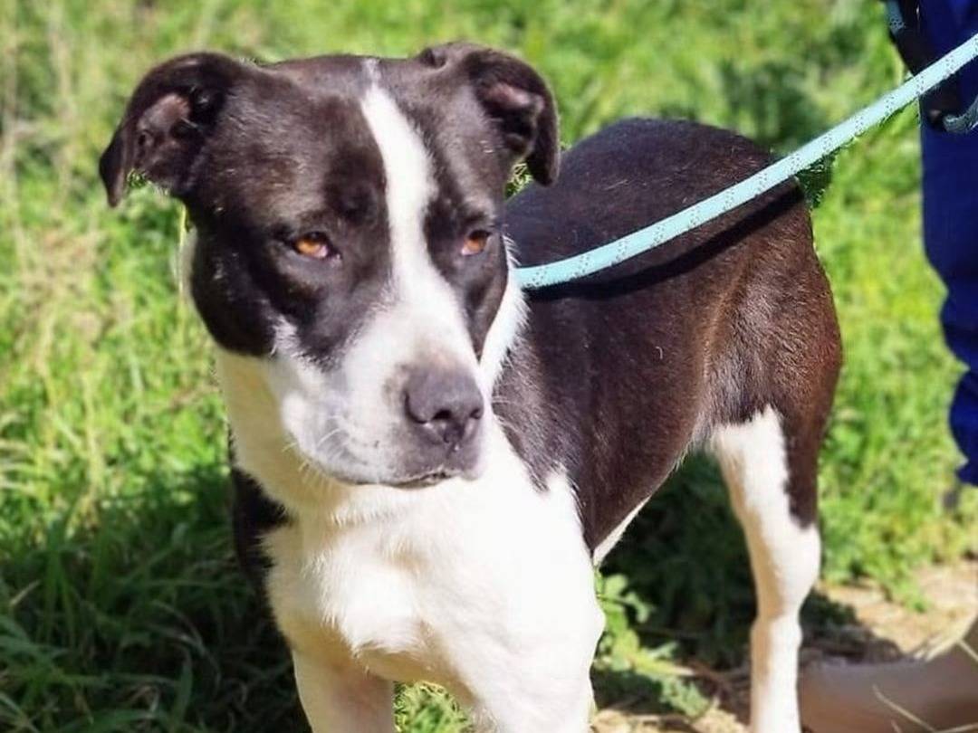 Adotta un cane, femmina, 1 anno e 6 mesi, Trapani