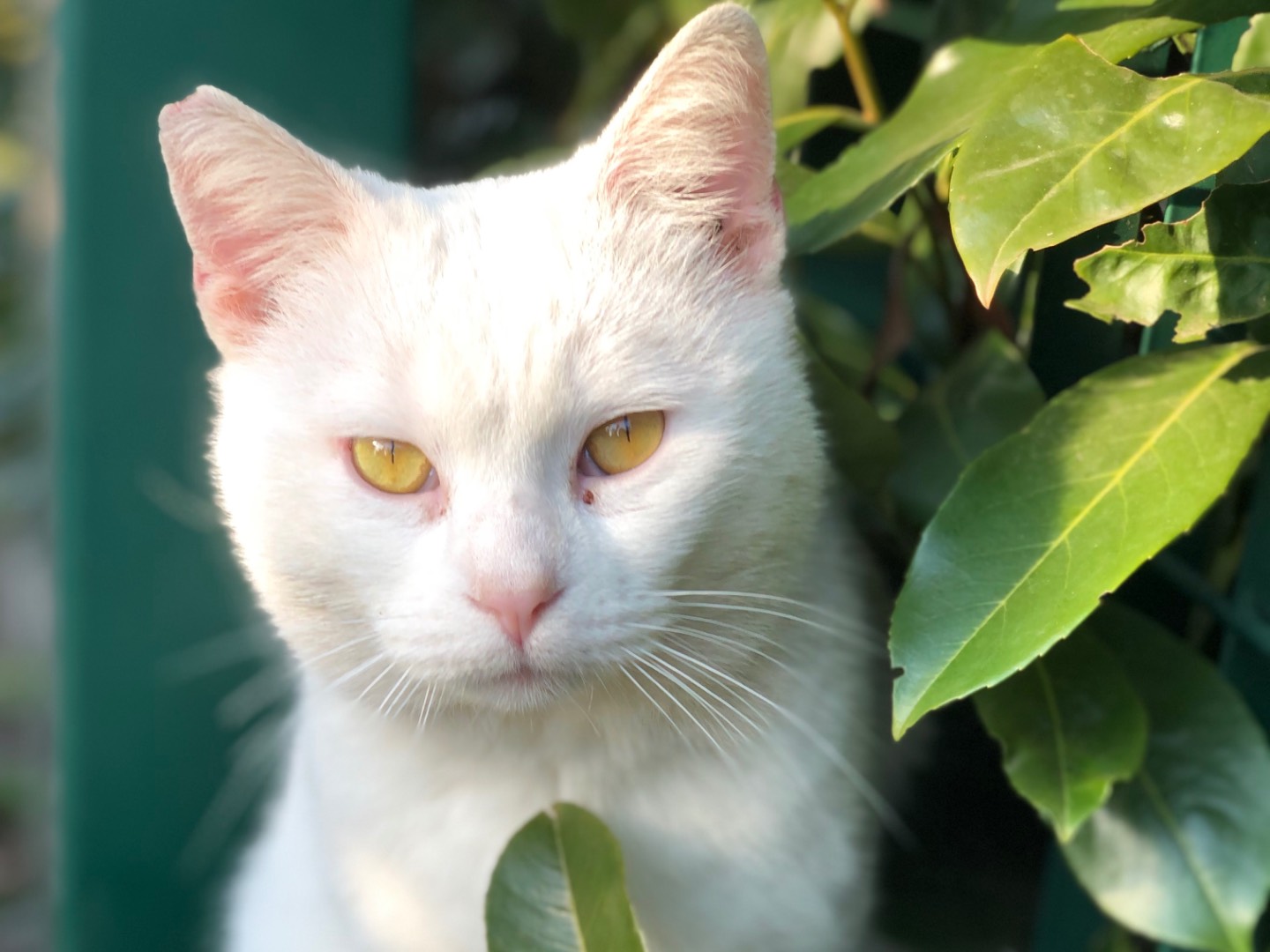 Adozione gatto, maschio, Razza sconosciuta Razza sconosciuta, 2 anni e 11 mesi, taglia non valida, Roma