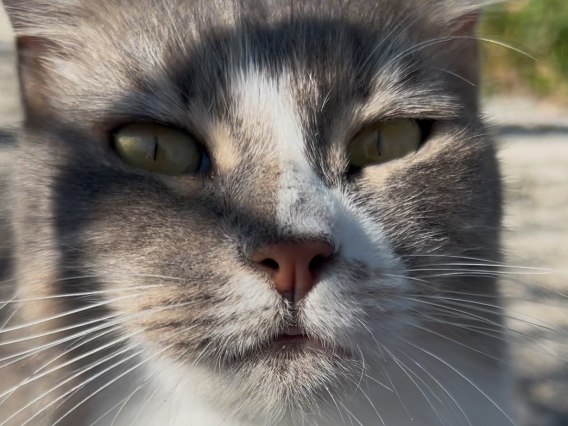 Adozione gatto, femmina, Razza sconosciuta Razza sconosciuta, 2 anni e 11 mesi, taglia non valida, Roma