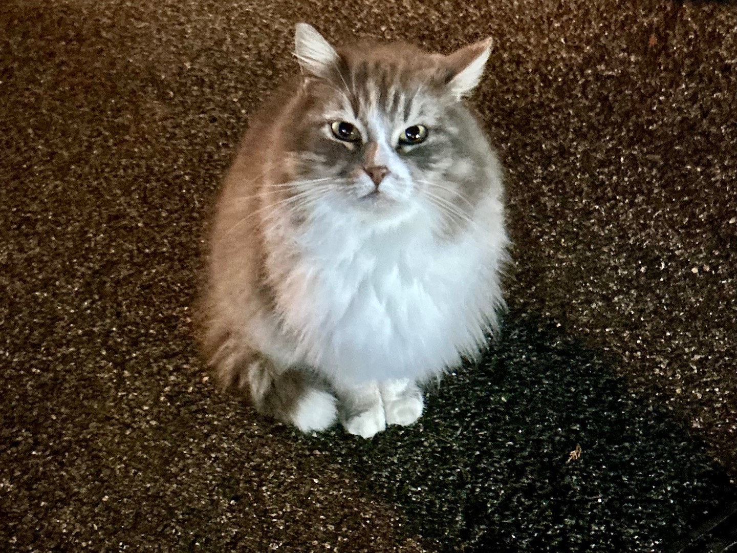 Adotta un gatto, femmina, 2 anni e 11 mesi, Roma