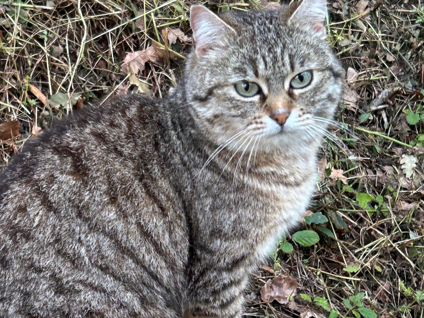 Adozione gatto, femmina, Razza sconosciuta Razza sconosciuta, 3 anni, taglia non valida, Roma