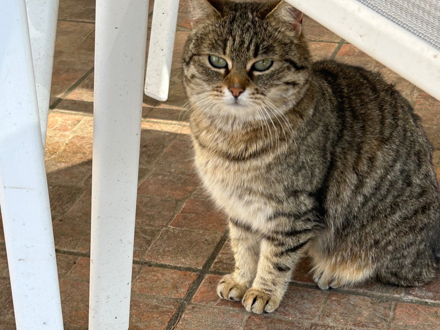 Adotta un gatto, femmina, 3 anni, Roma