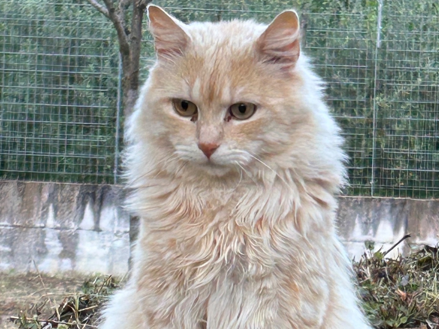 Adozione gatto, maschio, Razza sconosciuta Razza sconosciuta, 5 anni e 9 mesi, taglia non valida, Roma