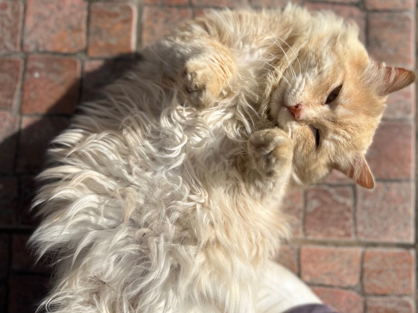 Adotta un gatto, maschio, 5 anni e 9 mesi, Roma