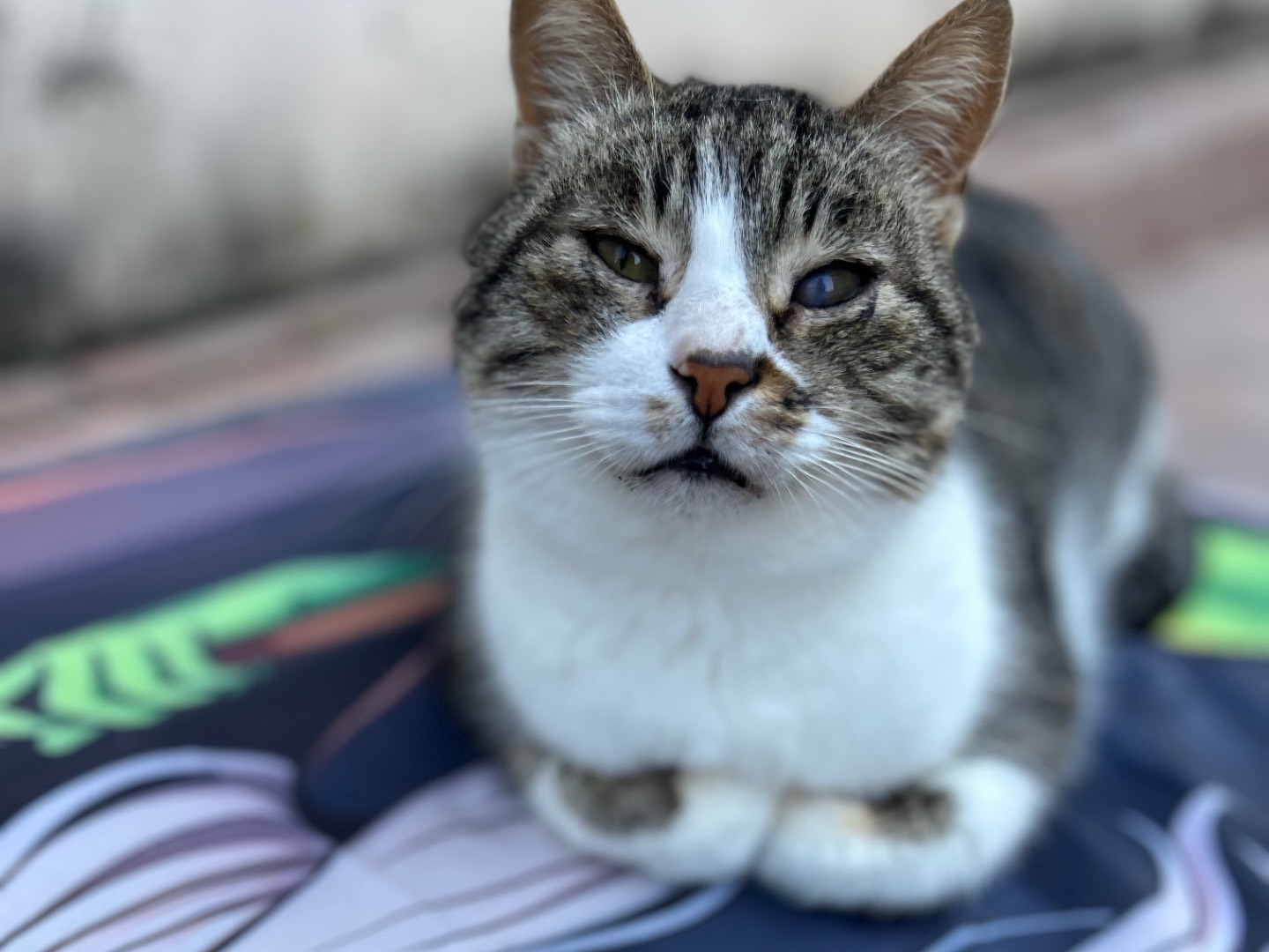 Adozione gatto, maschio, Razza sconosciuta Razza sconosciuta, 4 anni, taglia non valida, Roma