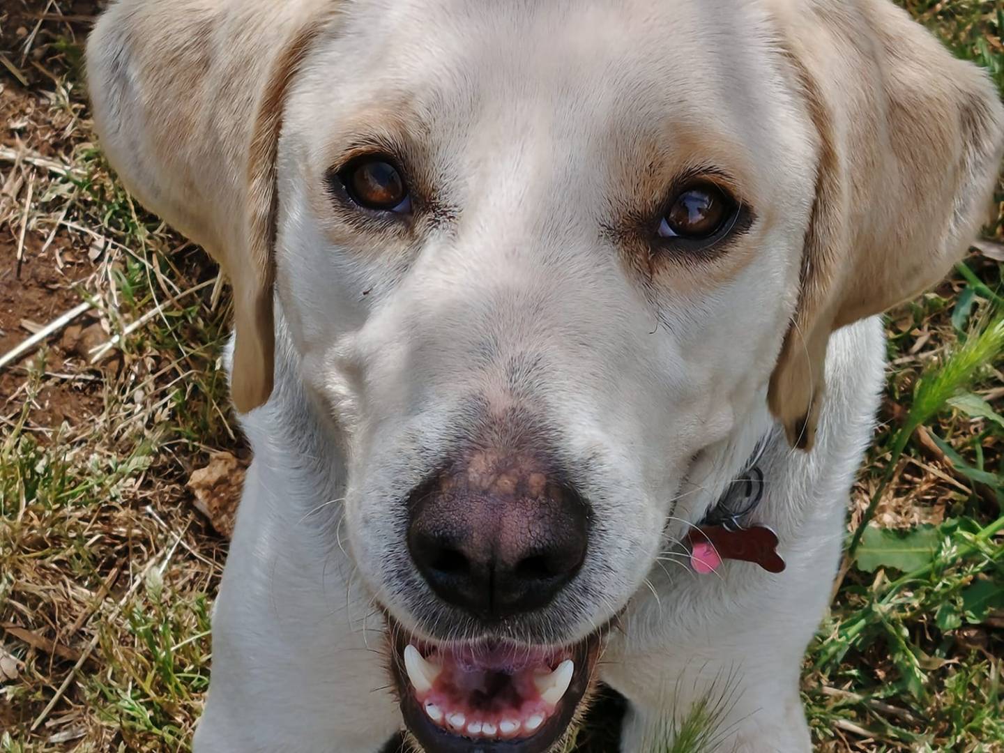 Adozione cane, maschio, Razza sconosciuta Razza sconosciuta, 3 anni e 1 mese, taglia media, Roma
