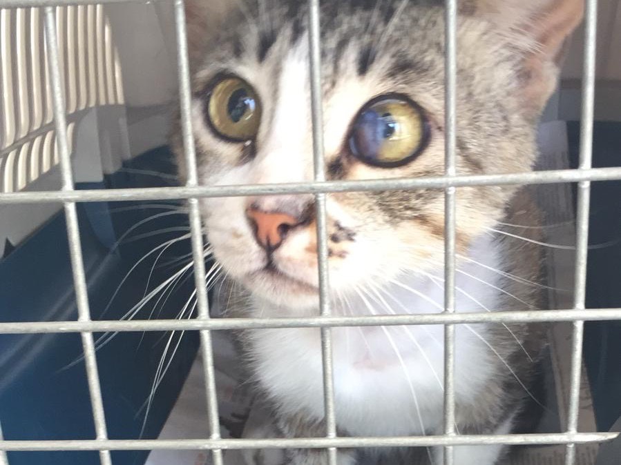 Adotta un gatto, maschio, 4 anni, Roma