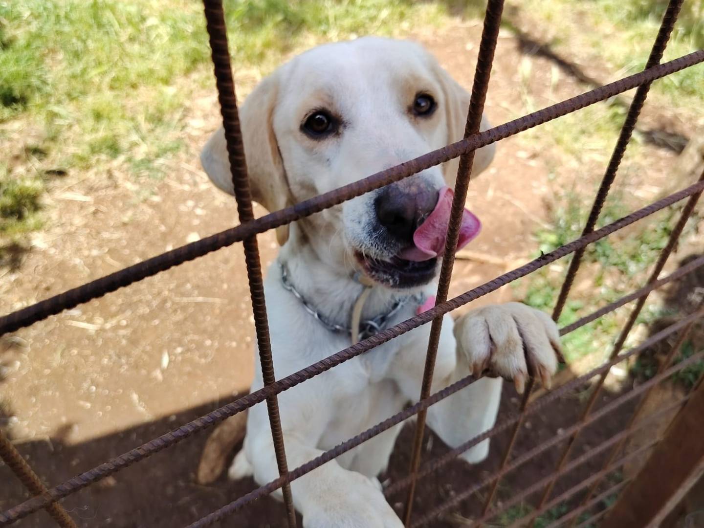Adotta un cane, maschio, 3 anni e 1 mese, Roma