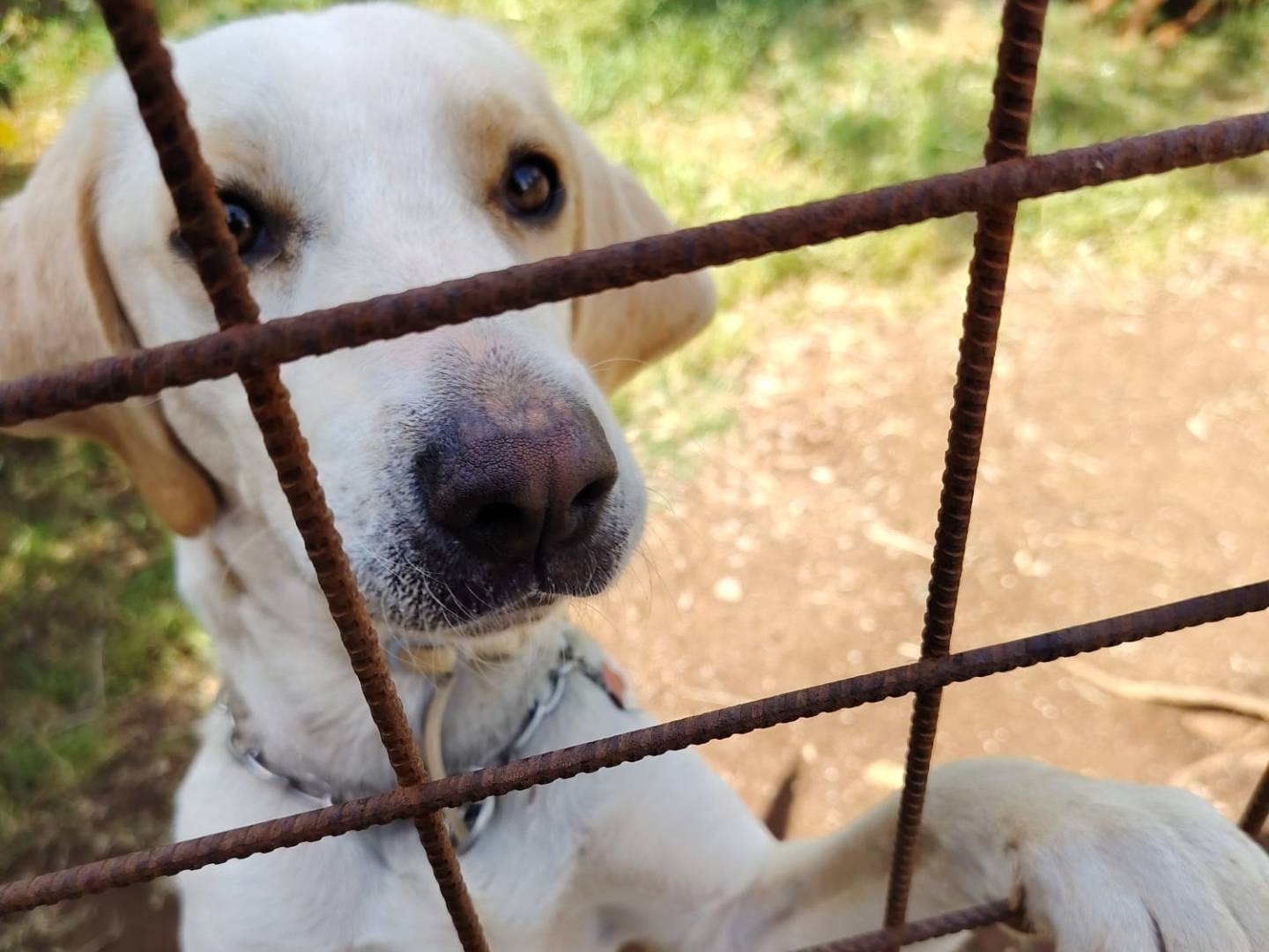 Adotta un cane, taglia media, maschio, Roma