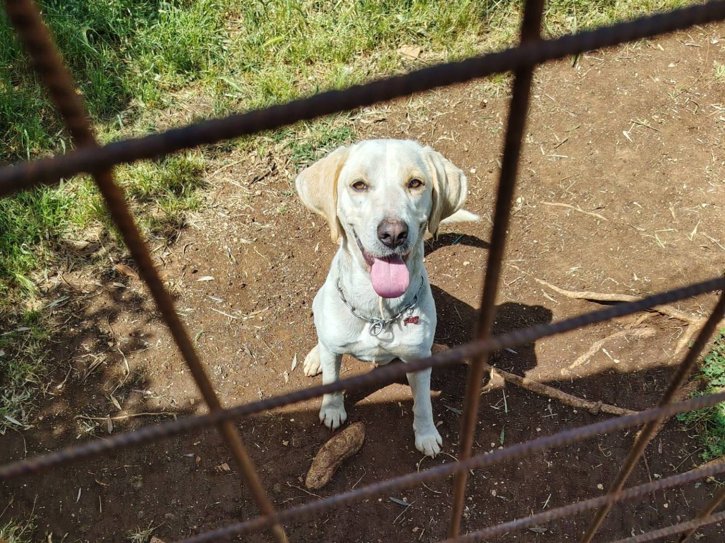 Vuoi adottare un cane a Roma?