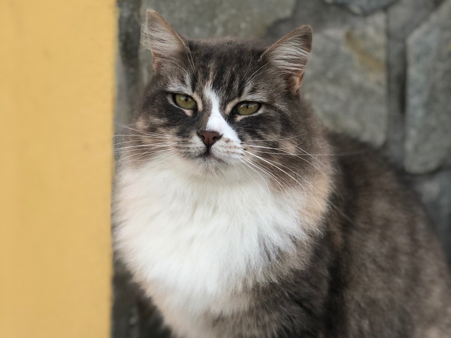 Adotta un gatto, taglia non valida, femmina, Roma