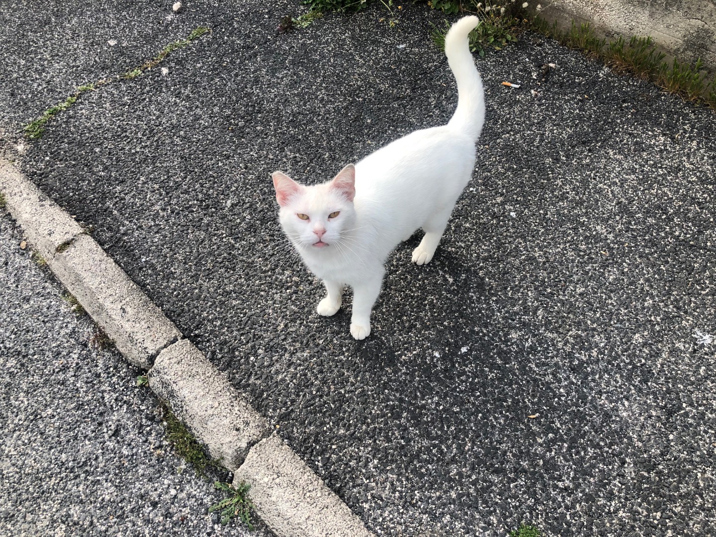 Adotta un gatto, maschio, 2 anni e 11 mesi, Roma