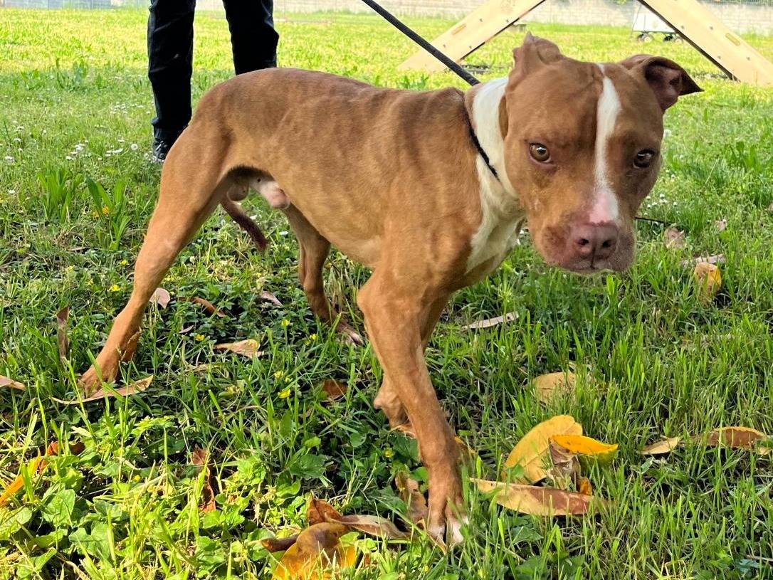 Vuoi adottare un cane a Milano?