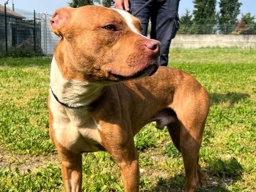 Adotta il cane DANKO a Milano