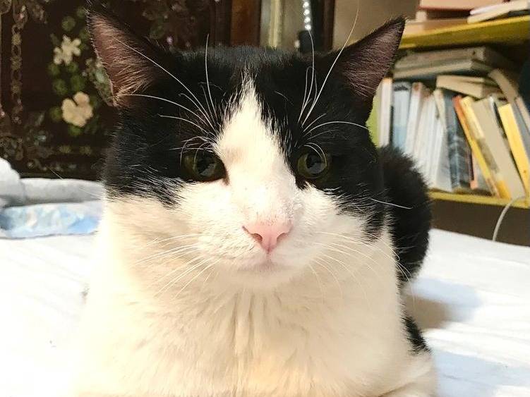 Adozione gatto, maschio, Razza sconosciuta Razza sconosciuta, 6 anni e 6 mesi, taglia non valida, Genova