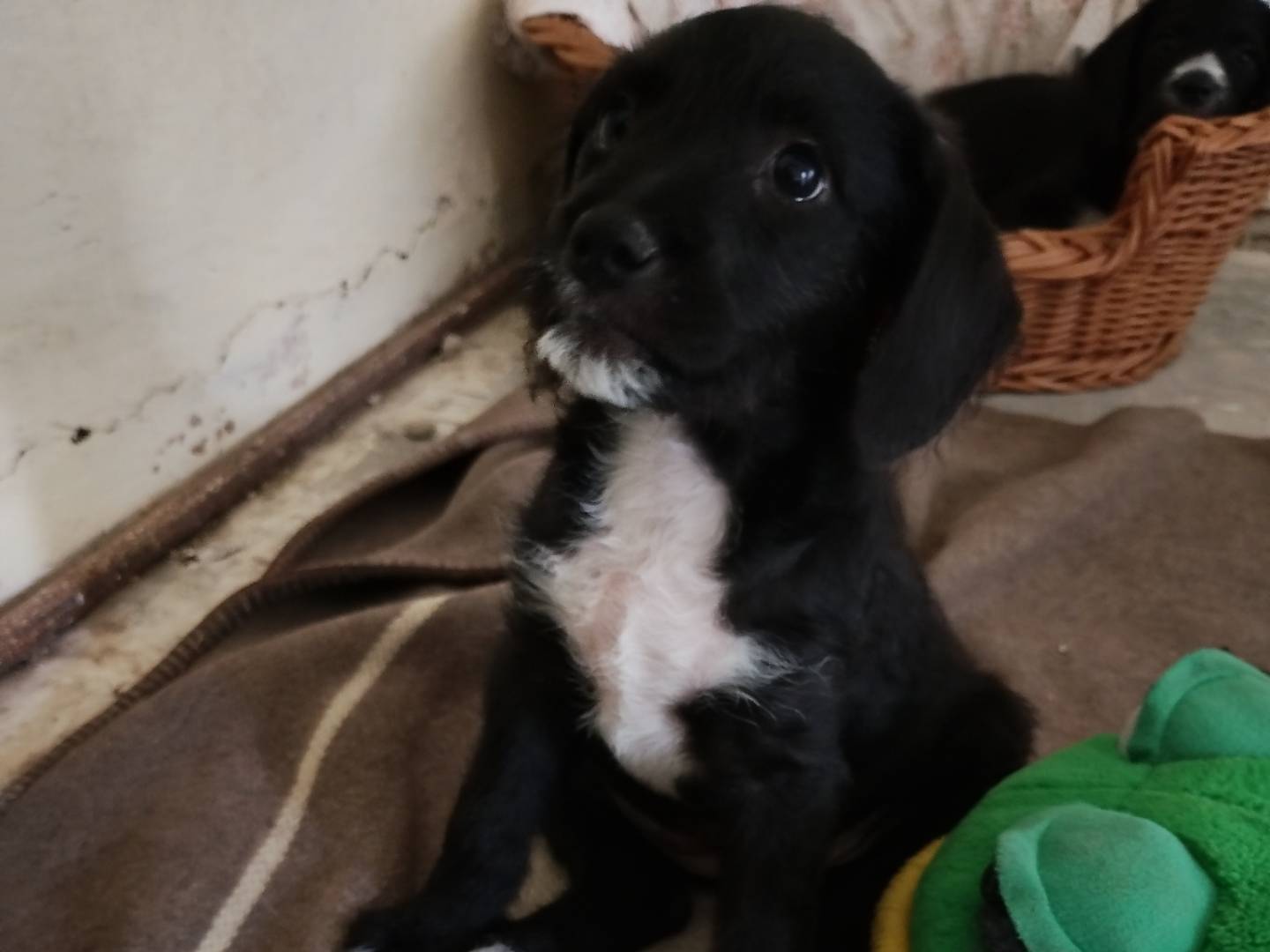 Adozione cane, femmina, Razza sconosciuta Razza sconosciuta, 2 mesi, taglia media, Frosinone