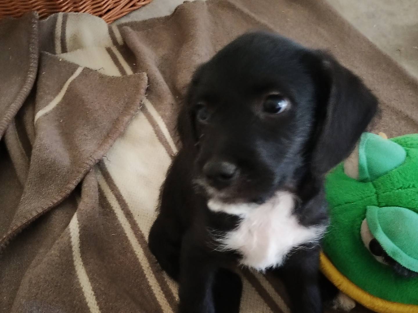 Adotta un cane, femmina, 2 mesi, Frosinone