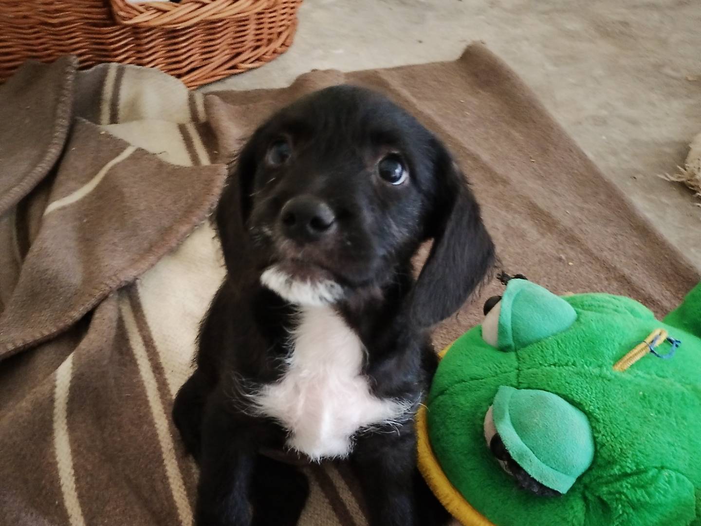 Adotta un cane, taglia media, femmina, Frosinone