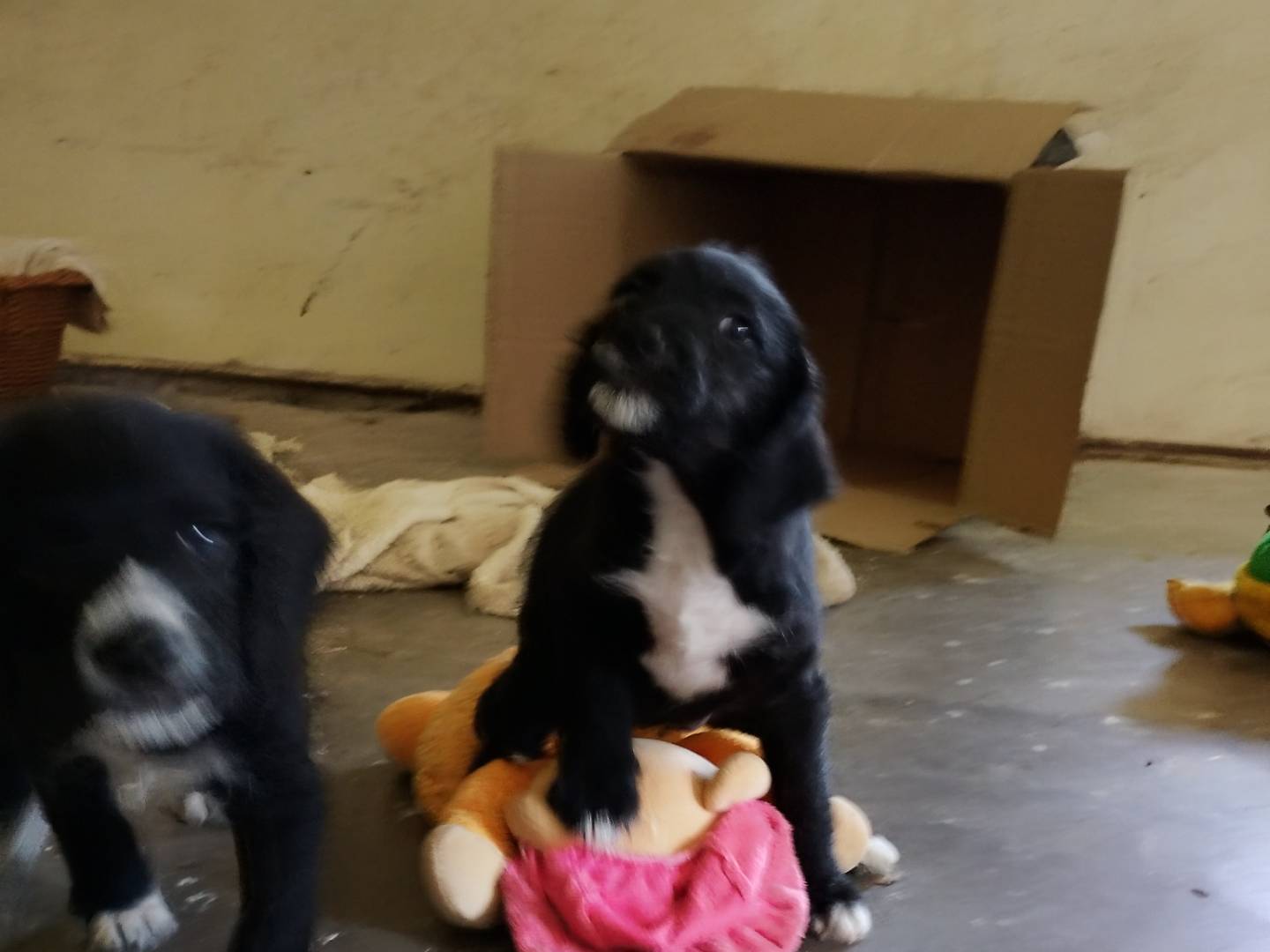Vuoi adottare un cane a Frosinone?