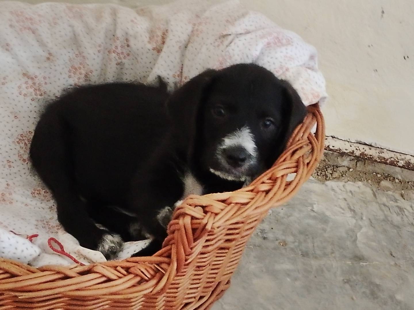 Adozione cane, maschio, Razza sconosciuta Razza sconosciuta, 2 mesi, taglia media, Frosinone
