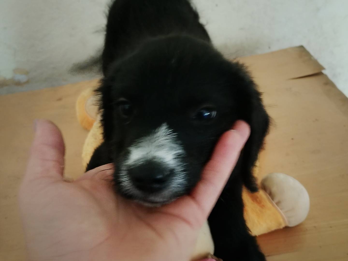 Vuoi adottare un cane a Frosinone?