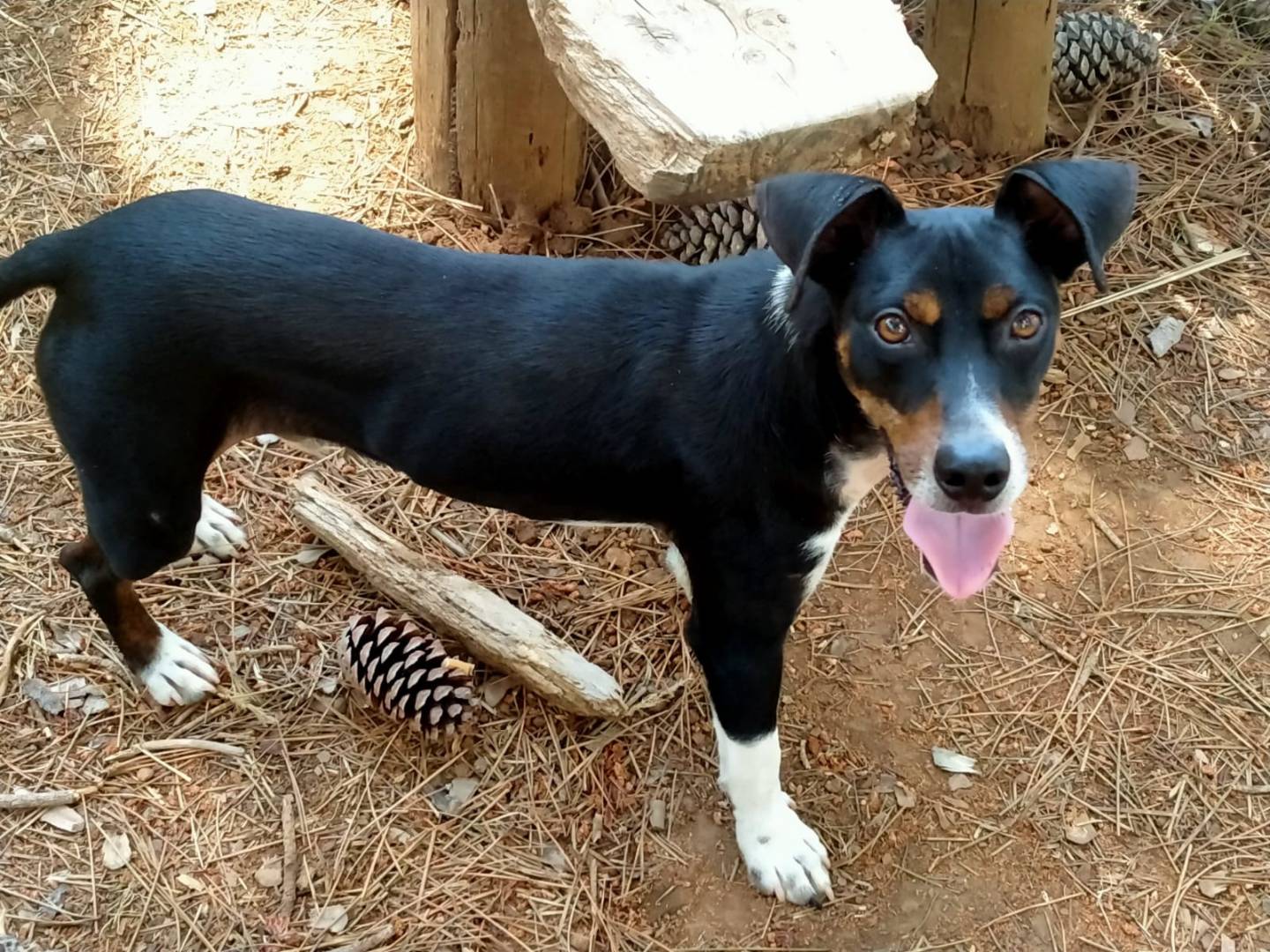Adotta un cane, maschio, 6 mesi, Vibo