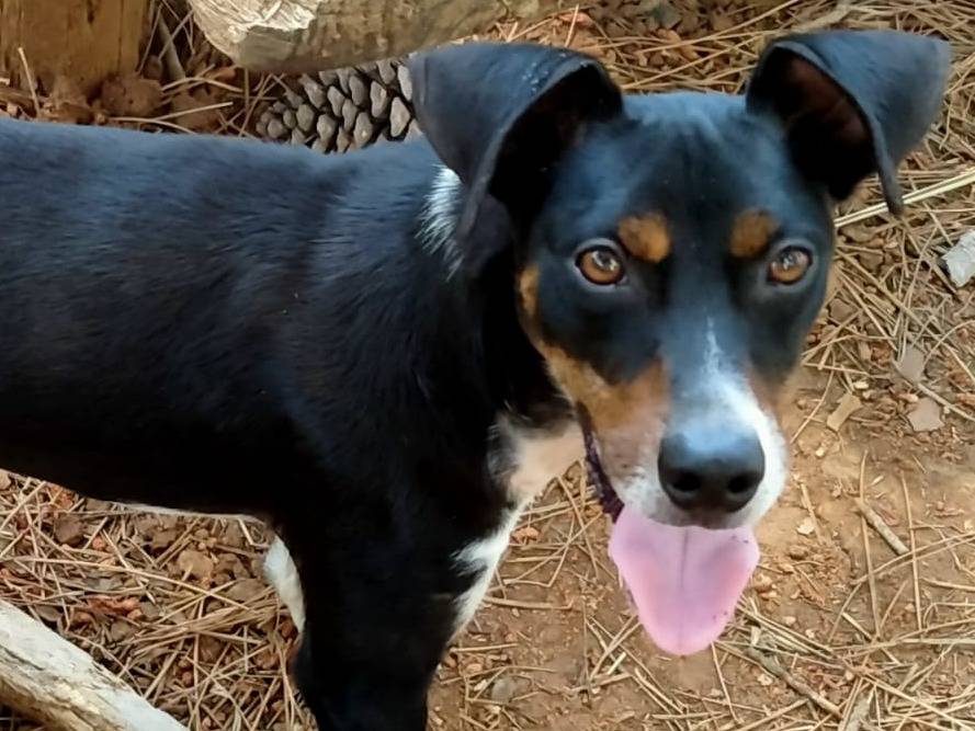 Adozione cane, maschio, Razza sconosciuta Razza sconosciuta, 6 mesi, taglia media contenuta, Vibo