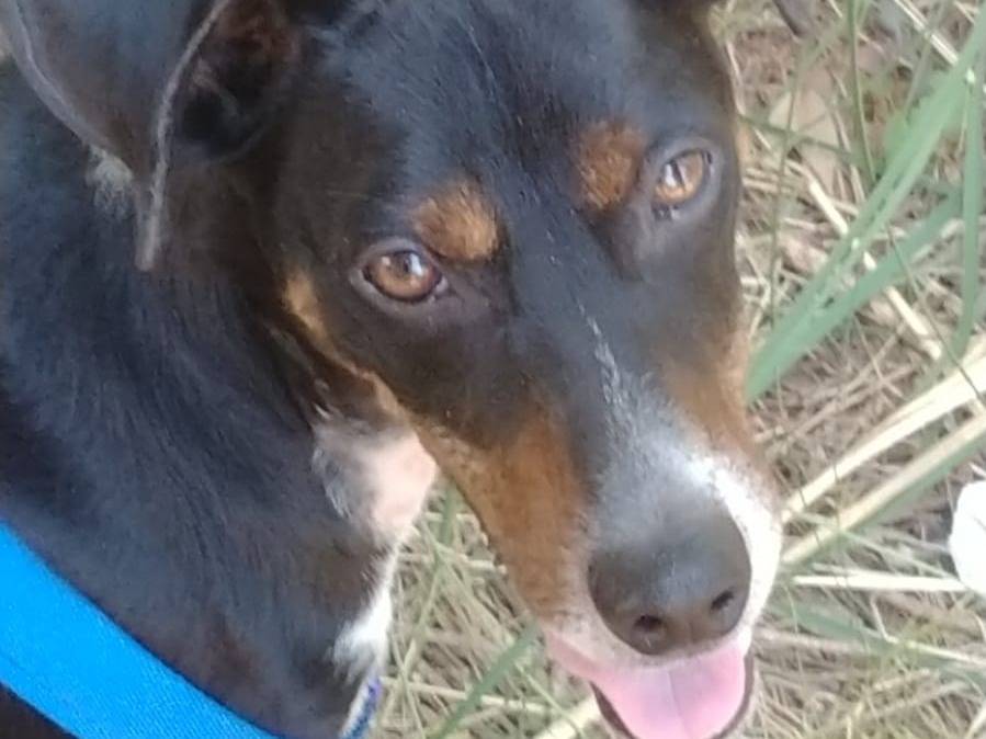 Adotta un cane, taglia media contenuta, maschio, Vibo