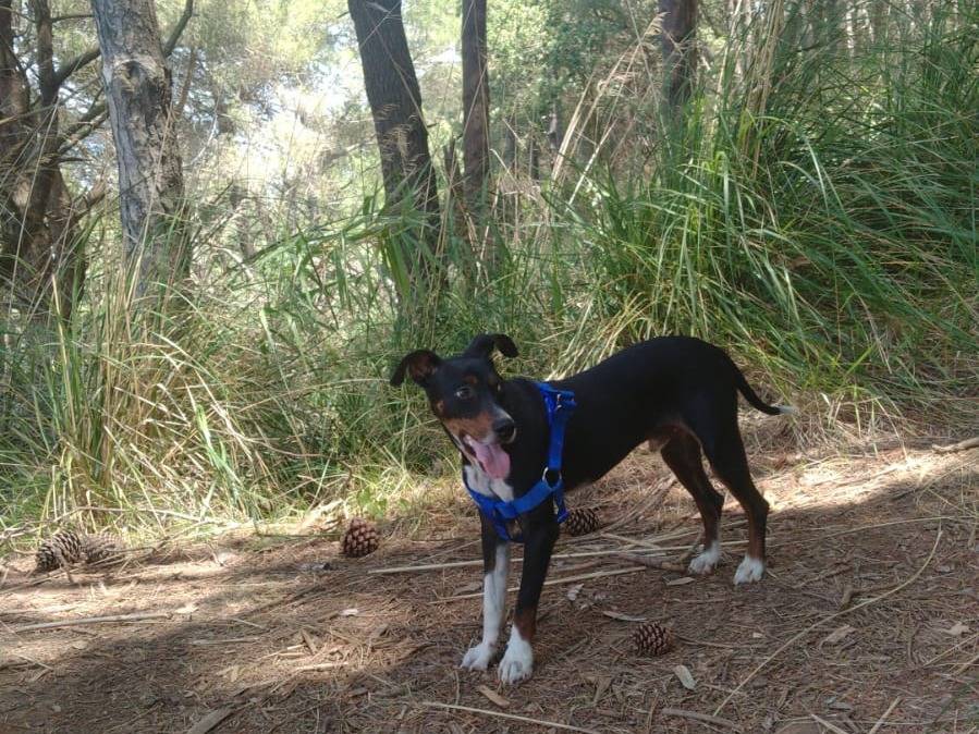 Vuoi adottare un cane a Vibo?