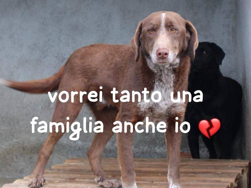 Adozione cane, maschio, Bracco Razza sconosciuta, 4 anni e 1 mese, taglia media, Asti