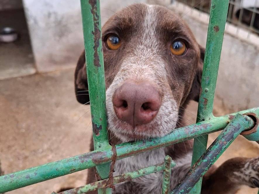 Adotta un cane, maschio, 4 anni e 1 mese, Asti