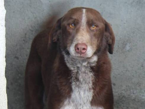 Adotta un cane, taglia media, maschio, Asti