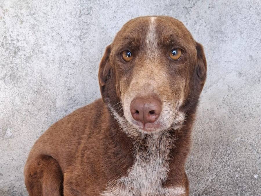 Vuoi adottare un cane a Asti?