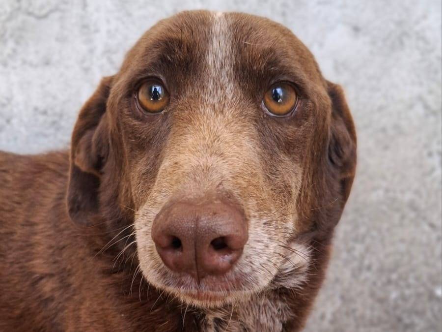 Adotta il cane Chocolate a Asti