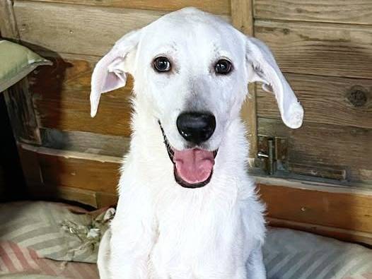 Adozione cane, maschio, Razza sconosciuta Razza sconosciuta, 6 mesi, taglia media, Crotone
