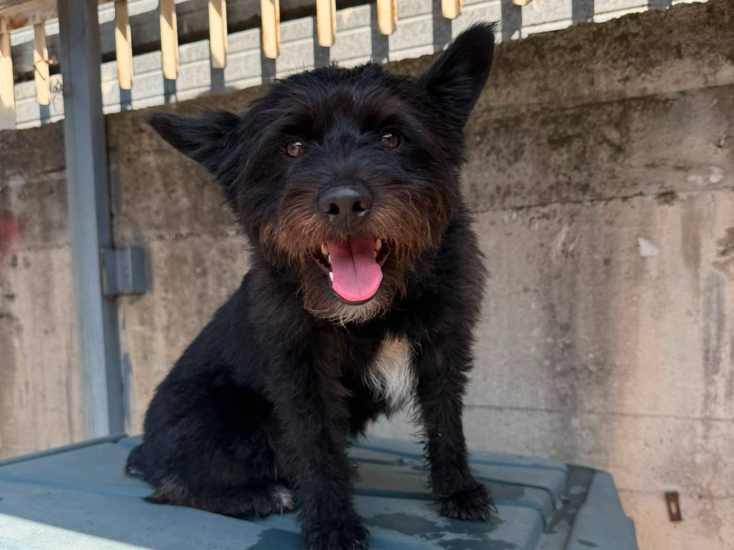 Adozione cane, maschio, Razza sconosciuta Razza sconosciuta, 1 anno e 3 mesi, taglia piccola, Caserta