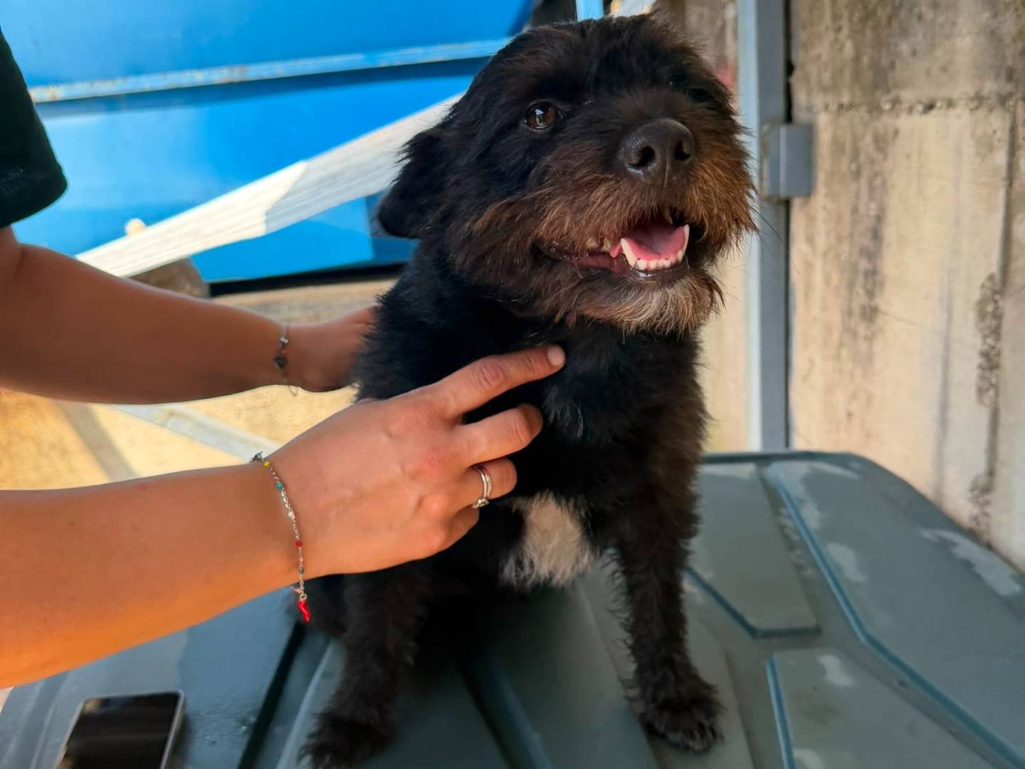 Adotta un cane, maschio, 1 anno e 3 mesi, Caserta